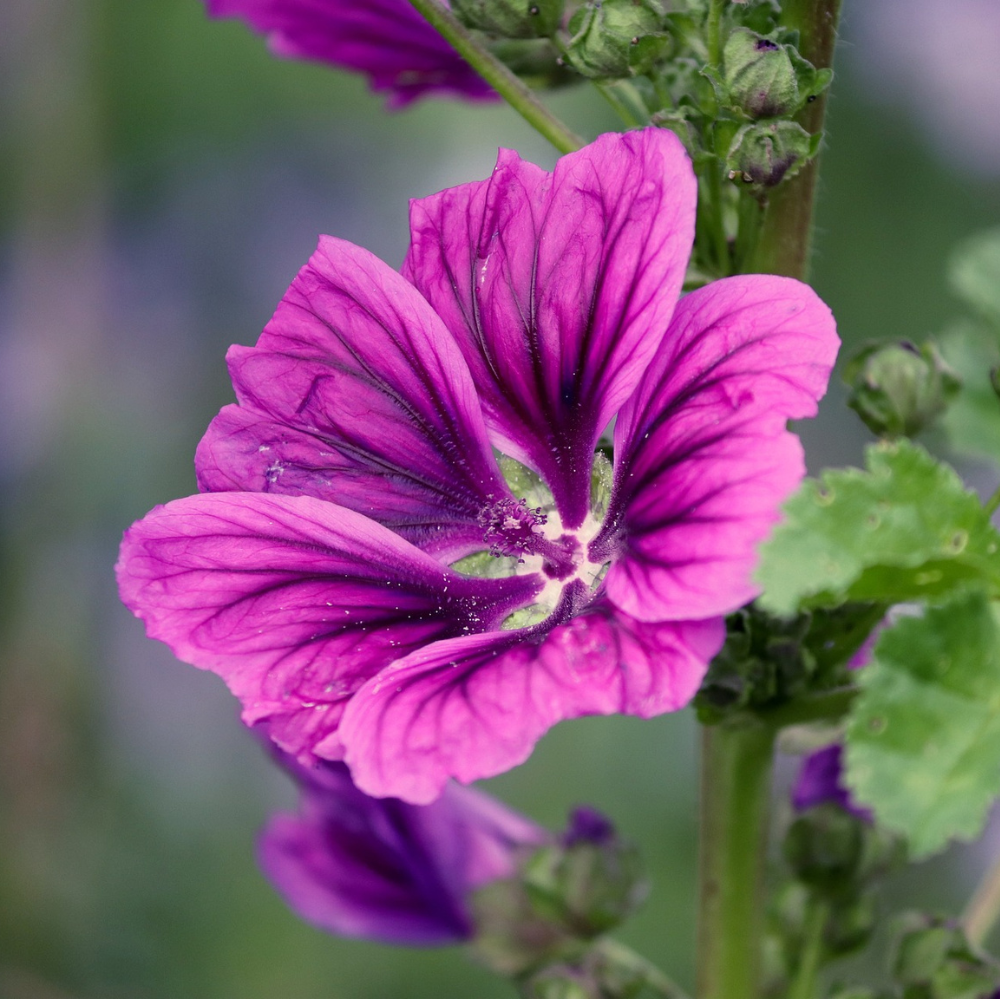 Heilkraut des Monats: Käsepappel